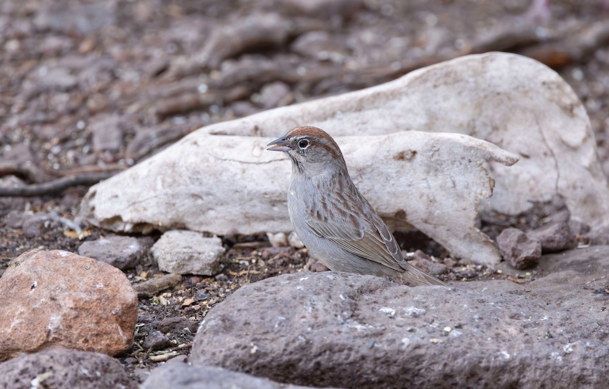 Rufous-crowned Sparrow - Timo Mitzen