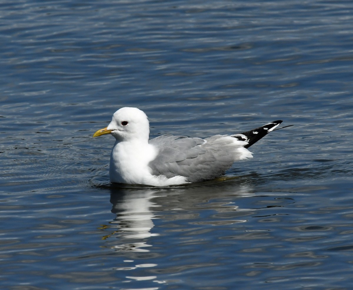 Short-billed Gull - ML618196284