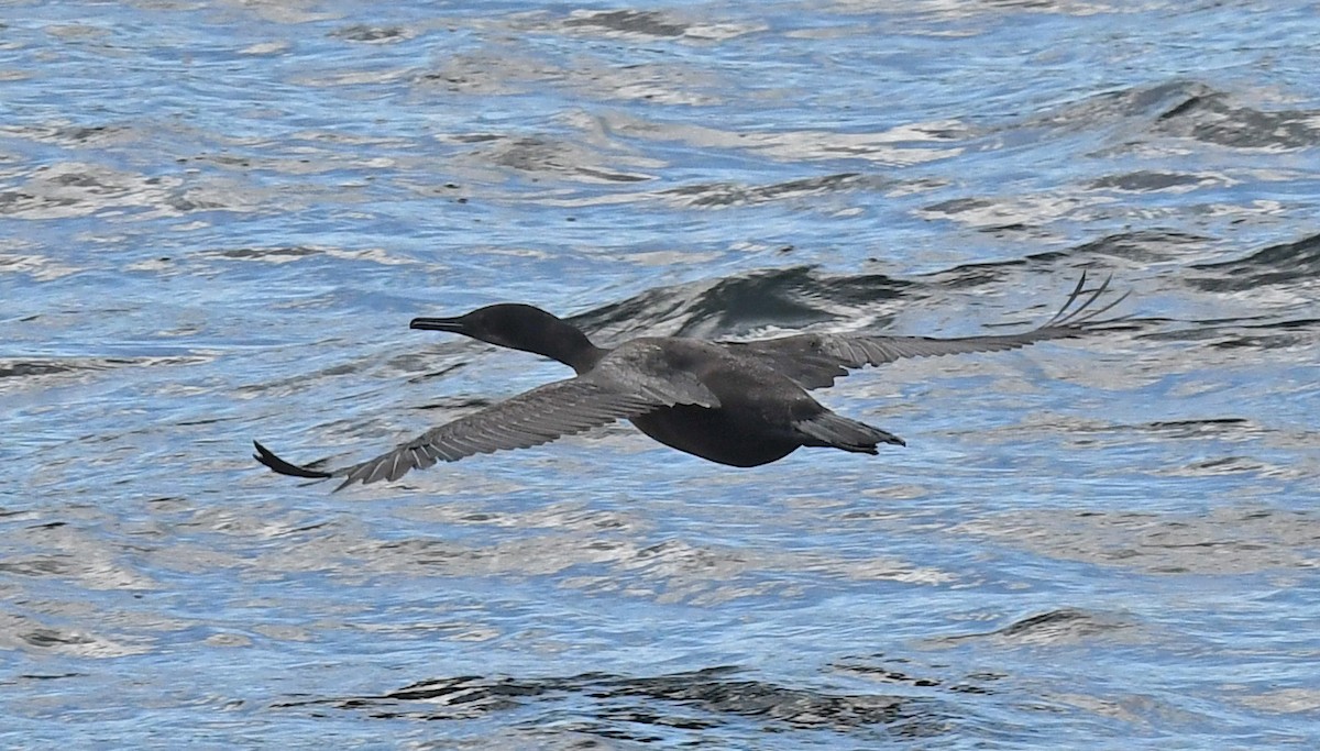 Brandt's Cormorant - Richard Taylor