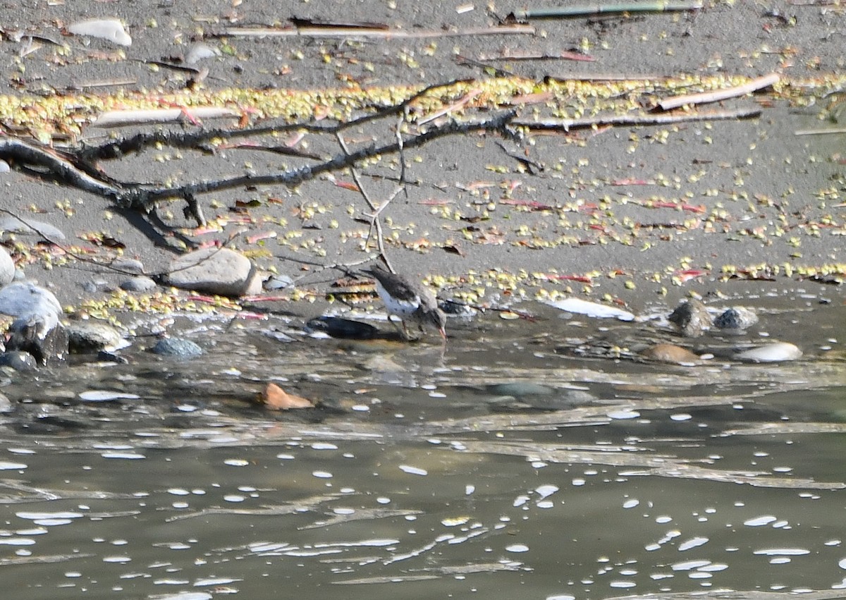 Spotted Sandpiper - Carol Riddell