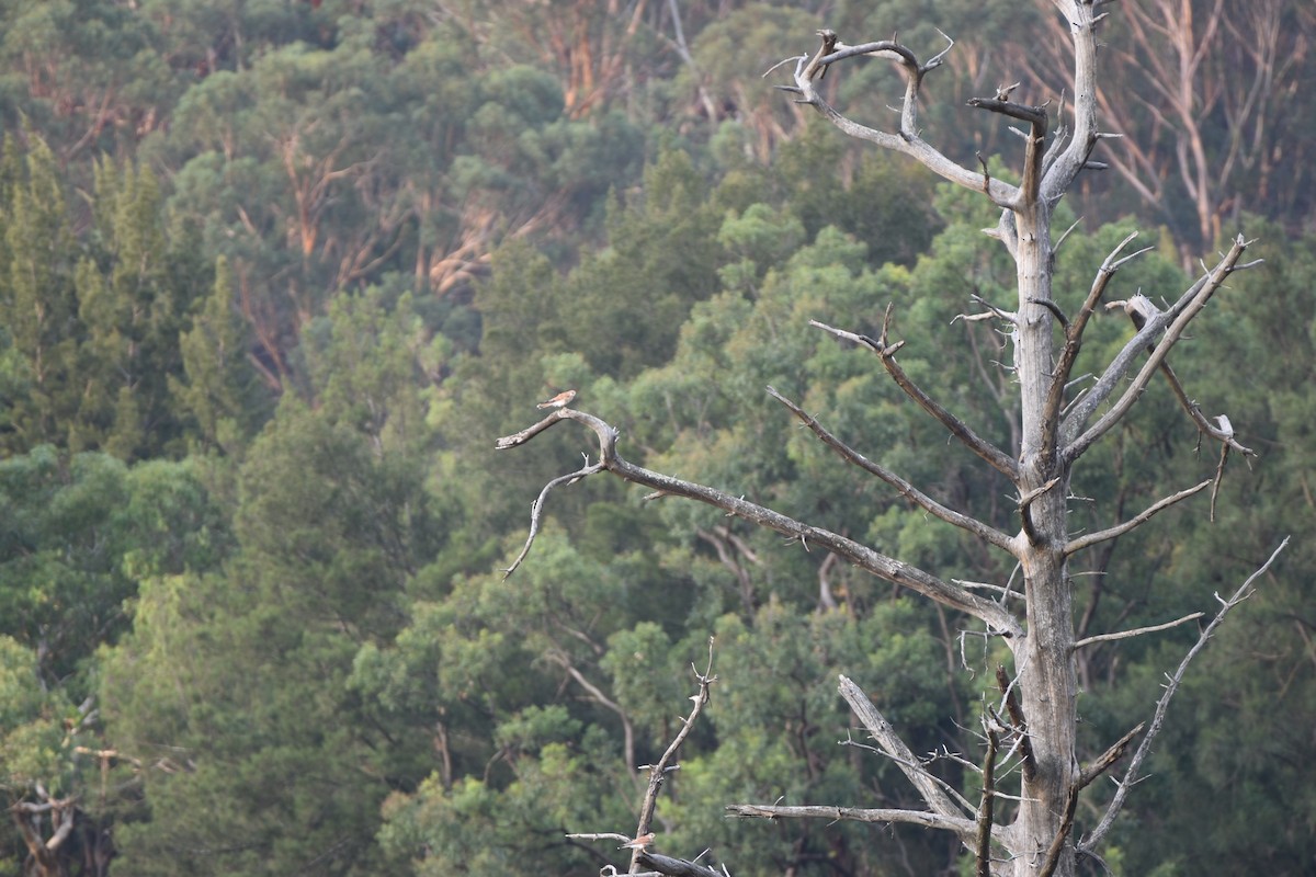 Nankeen Kestrel - Hitomi Ward