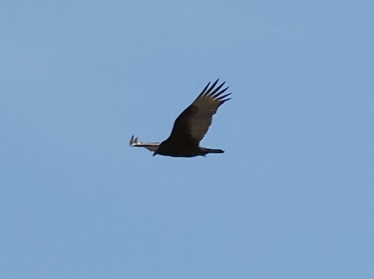 Turkey Vulture - John Reynolds