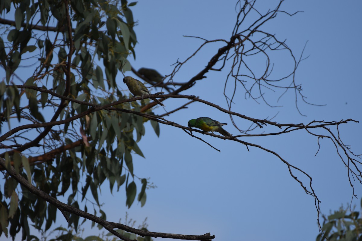 Red-rumped Parrot - Hitomi Ward
