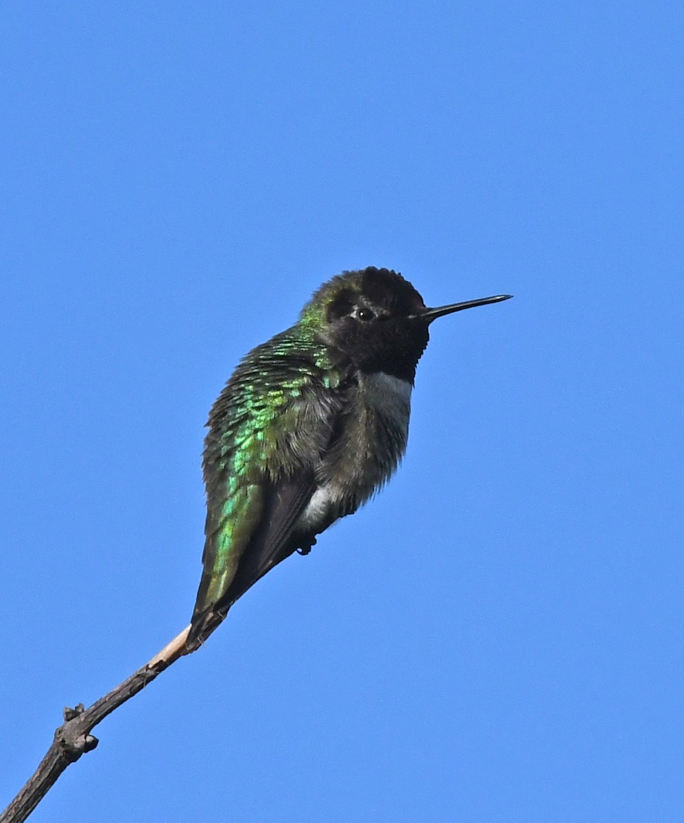 Anna's Hummingbird - Richard Taylor