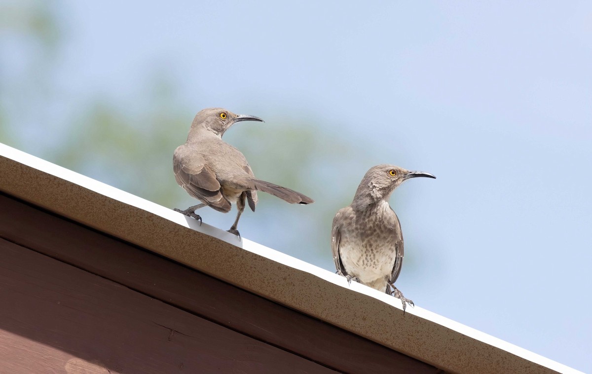 Curve-billed Thrasher - Timo Mitzen