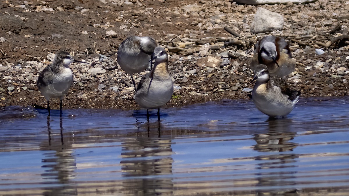 Wilson's Phalarope - ML618196349