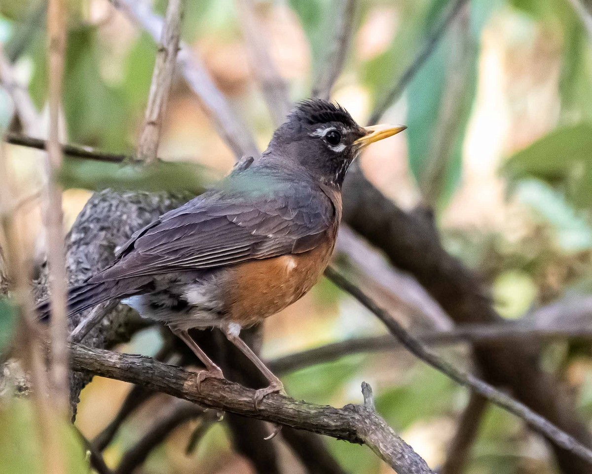 American Robin - Carlos Velazquez