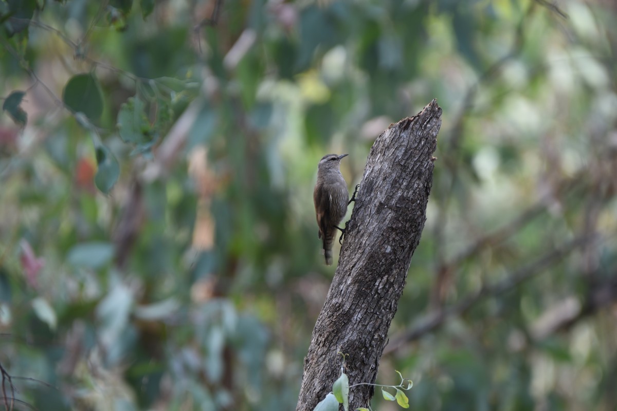 Brown Treecreeper - ML618196361