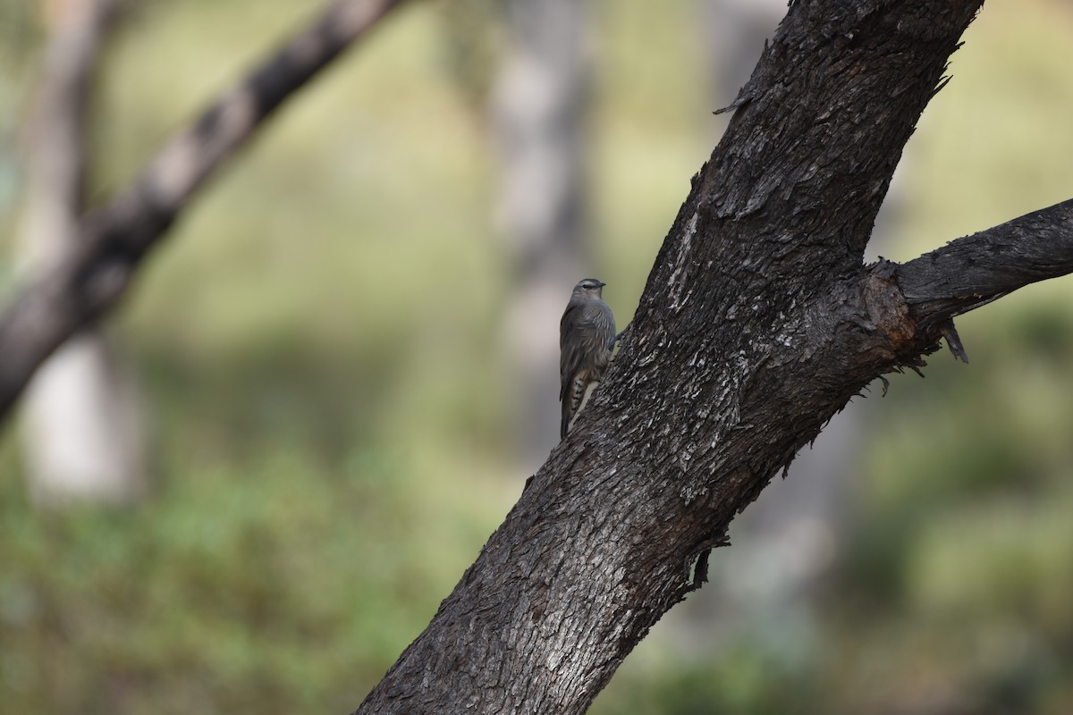 Brown Treecreeper - ML618196362