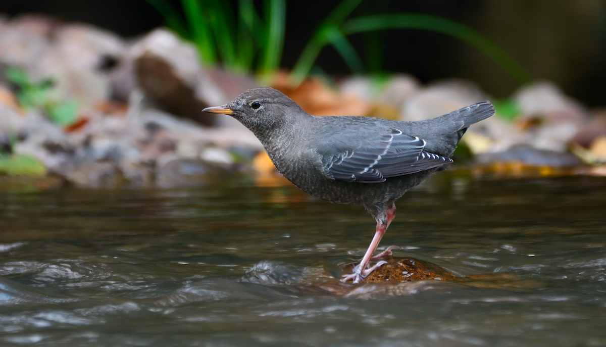 American Dipper - Mike Melton