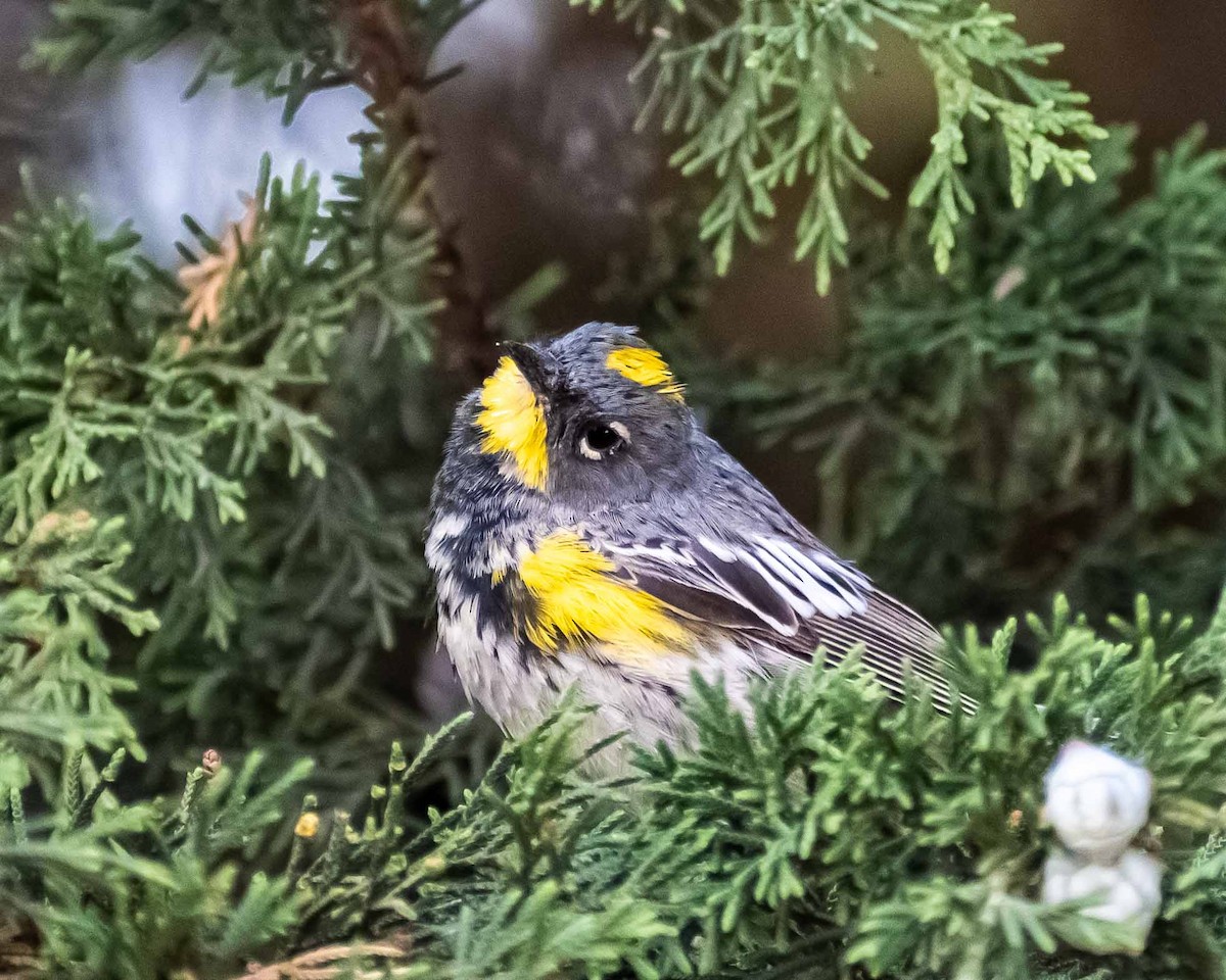 Yellow-rumped Warbler - Carlos Velazquez