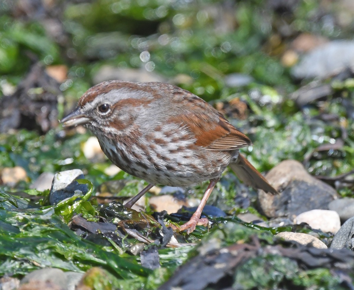 Fox Sparrow - Richard Taylor