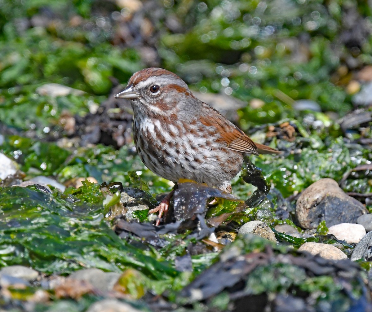 Fox Sparrow - Richard Taylor