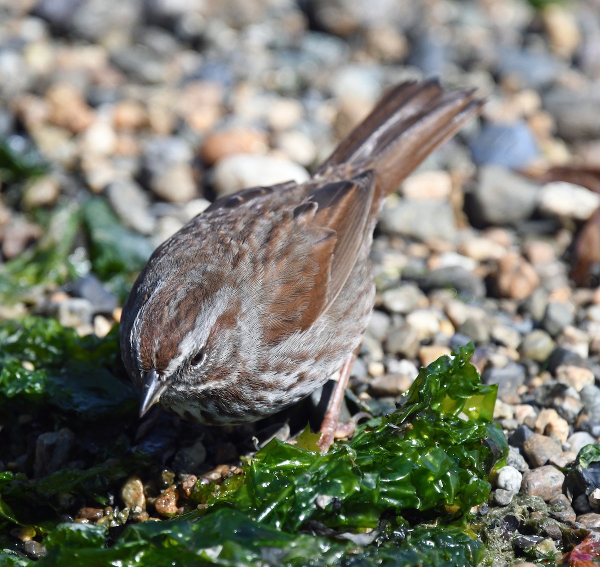 Fox Sparrow - ML618196369