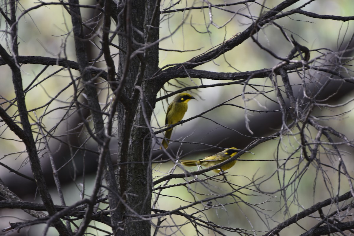 Yellow-tufted Honeyeater - Hitomi Ward