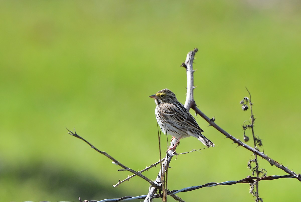 Savannah Sparrow (Savannah) - Carol Riddell