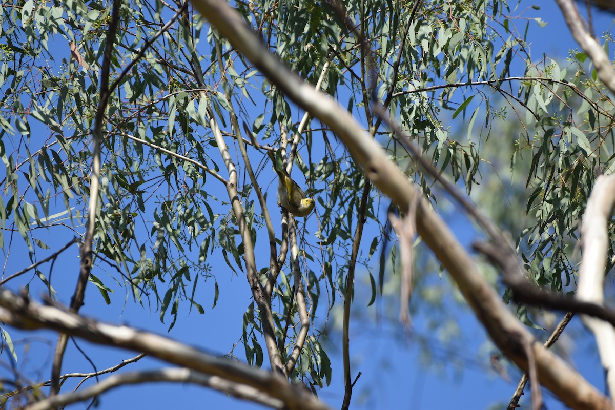 White-plumed Honeyeater - ML618196385