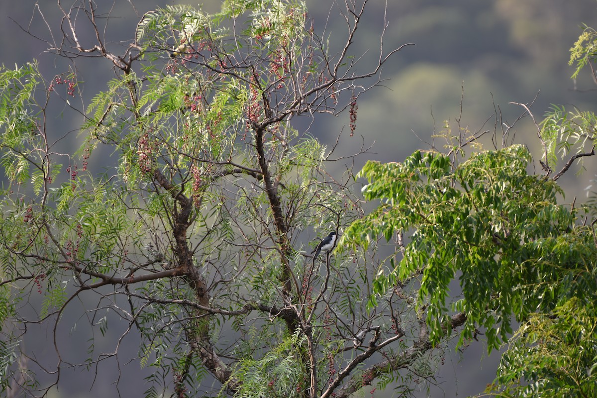 Restless Flycatcher - ML618196431