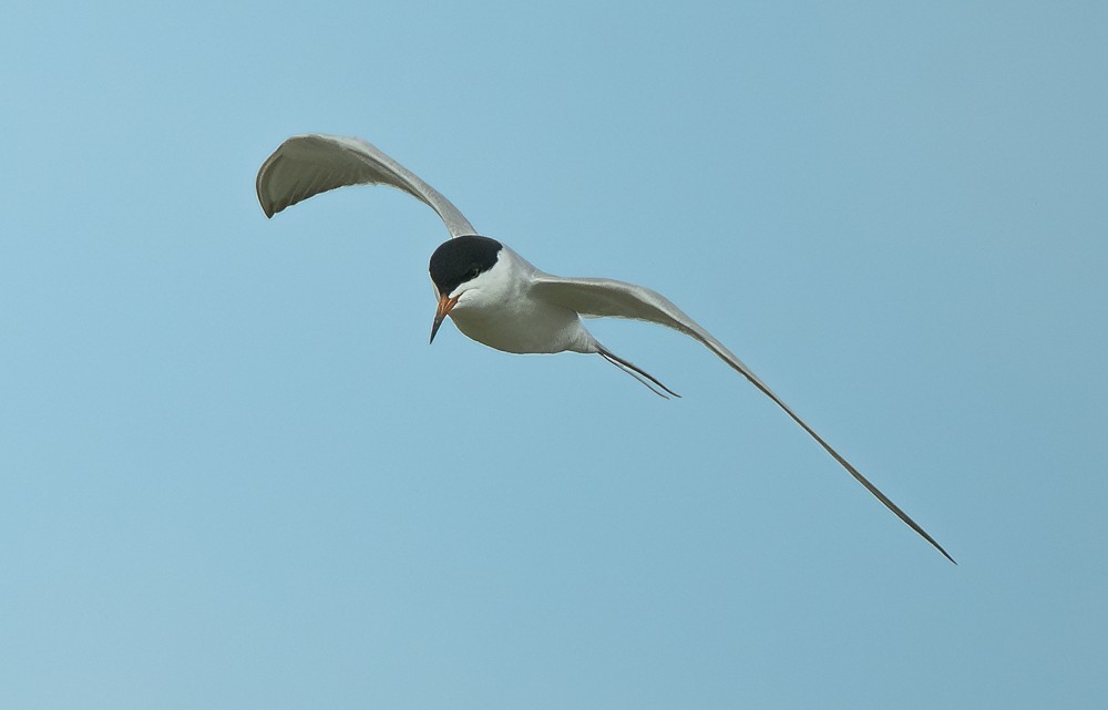 Forster's Tern - ML618196444