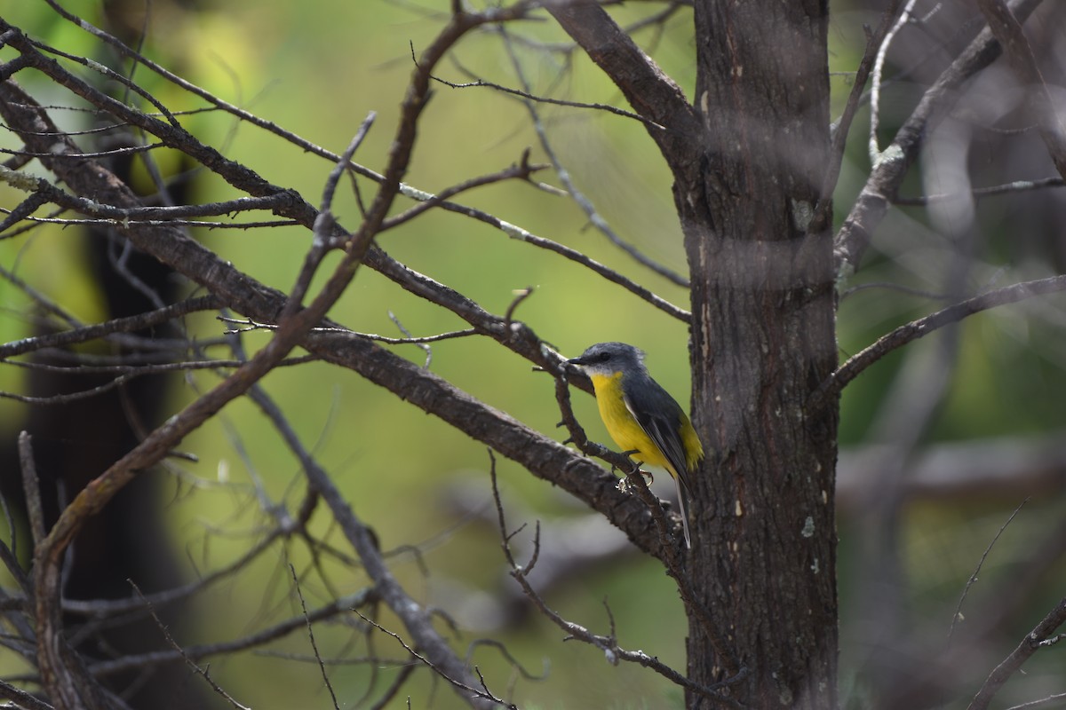 Eastern Yellow Robin - ML618196447