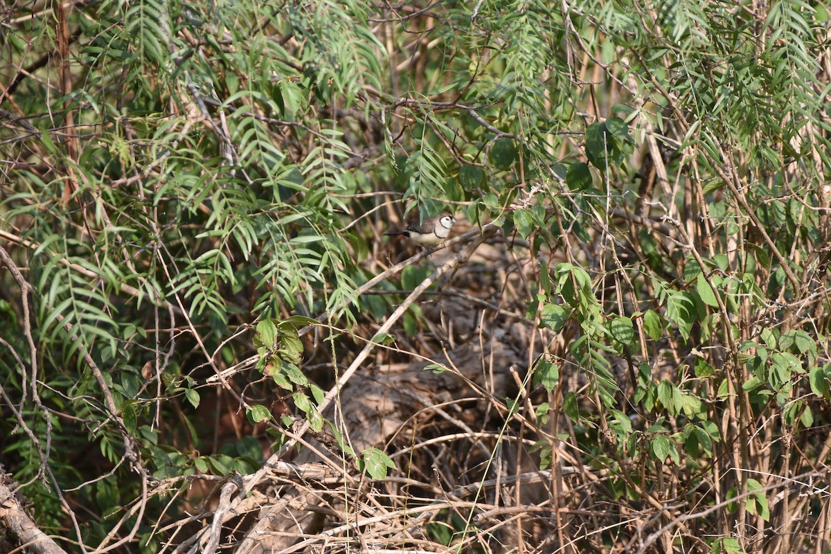 Double-barred Finch - Hitomi Ward