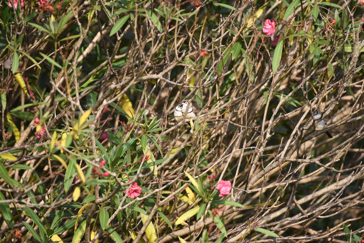 Double-barred Finch - ML618196455