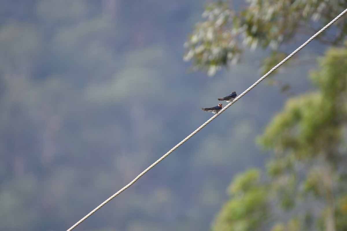 Golondrina Australiana - ML618196478