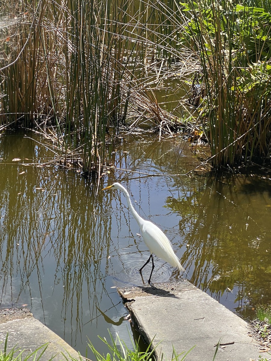 Great Egret - Taylor Smith