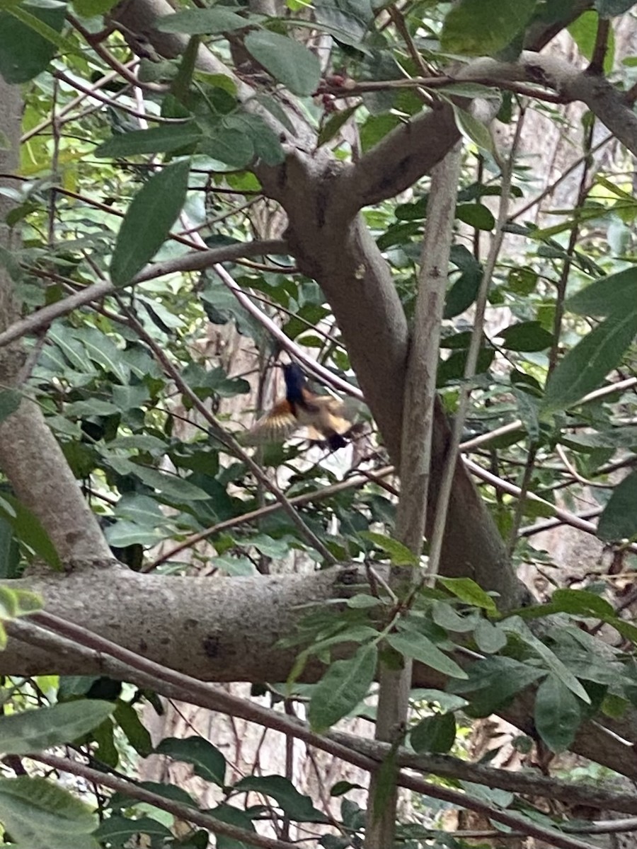 American Redstart - ML618196487