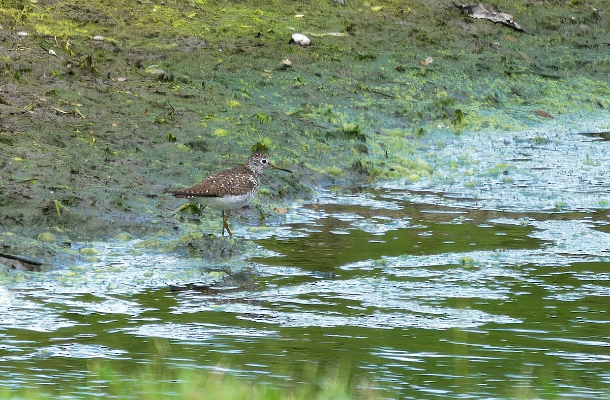 Solitary Sandpiper - Aidan Brubaker