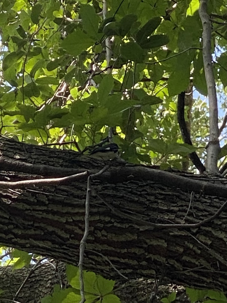 Black-throated Blue Warbler - Taylor Smith