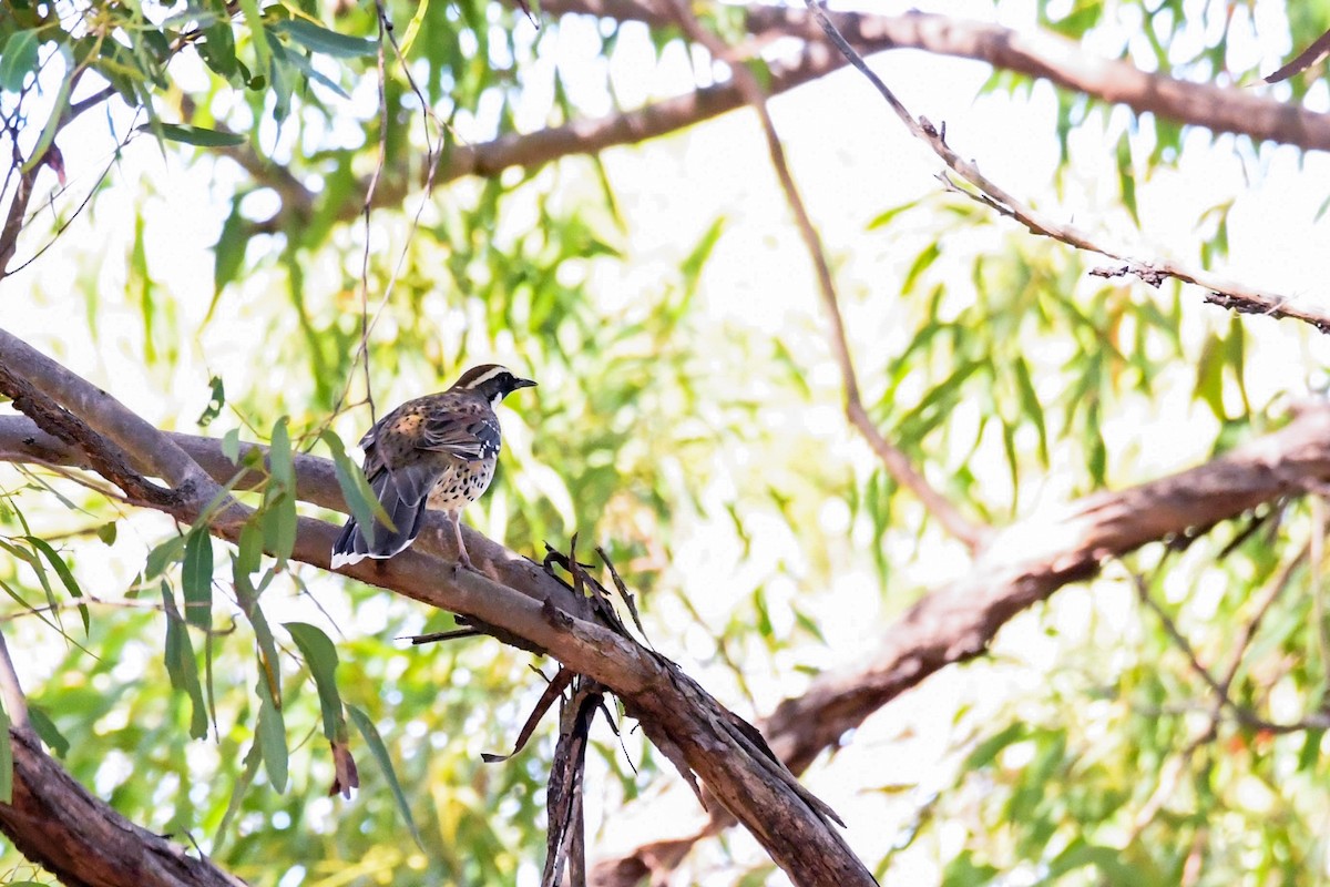 Spotted Quail-thrush - Trevor Ross