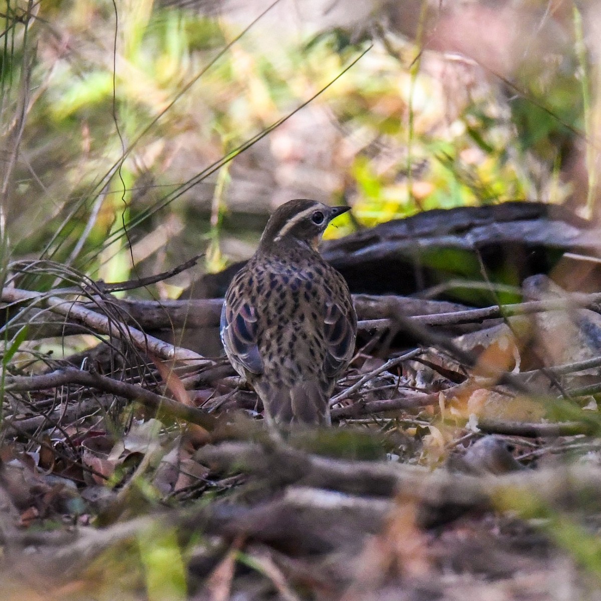 Spotted Quail-thrush - ML618196509