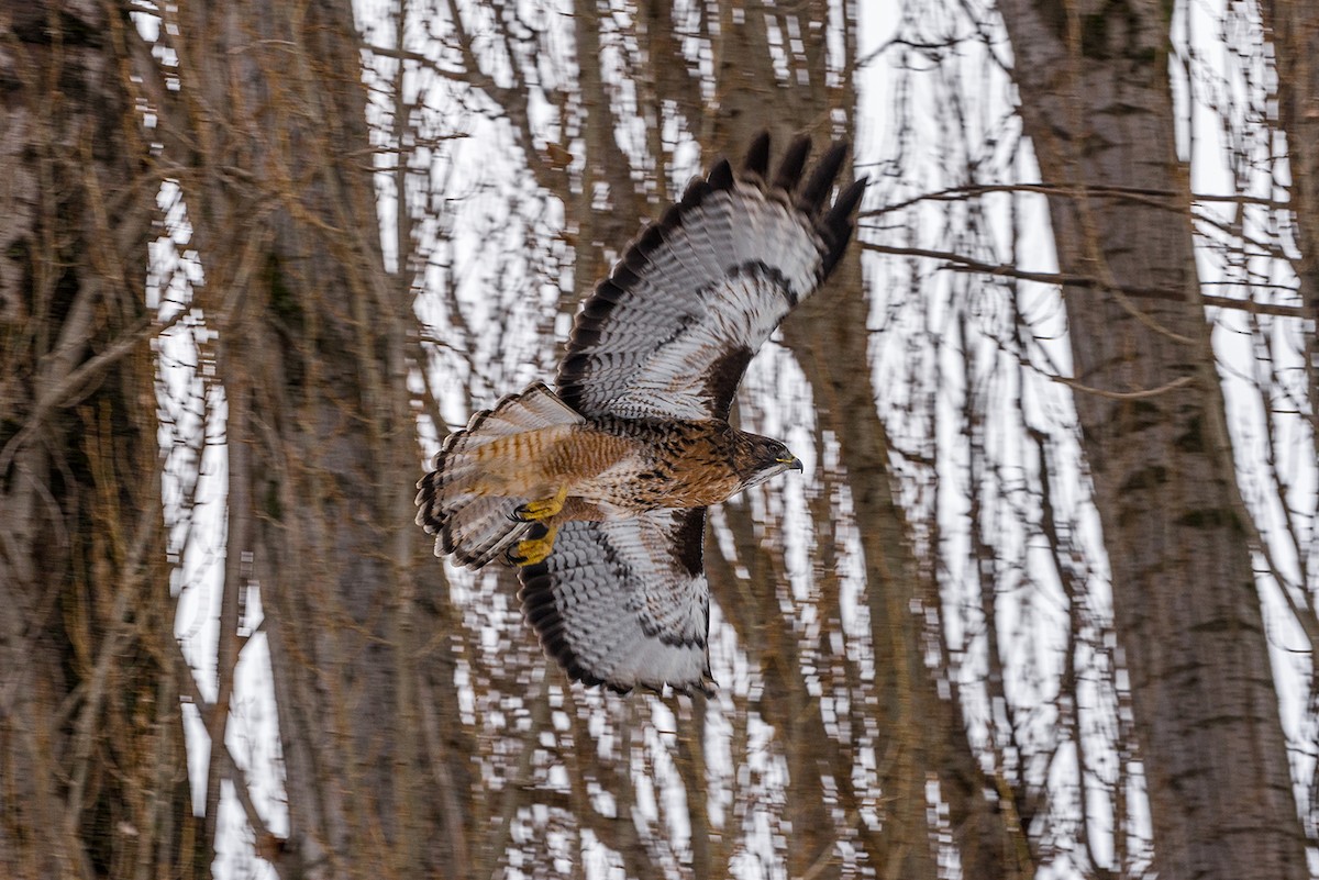 Rufous-tailed Hawk - ML61819651