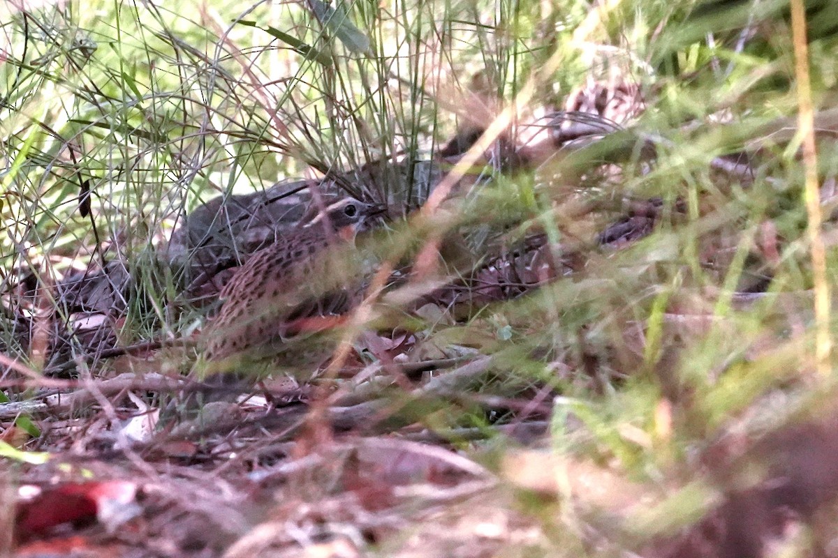 Spotted Quail-thrush - ML618196512