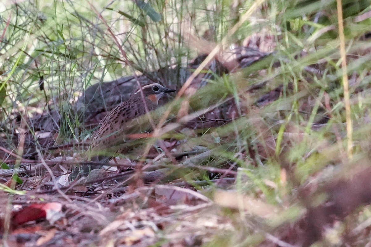 Spotted Quail-thrush - ML618196513