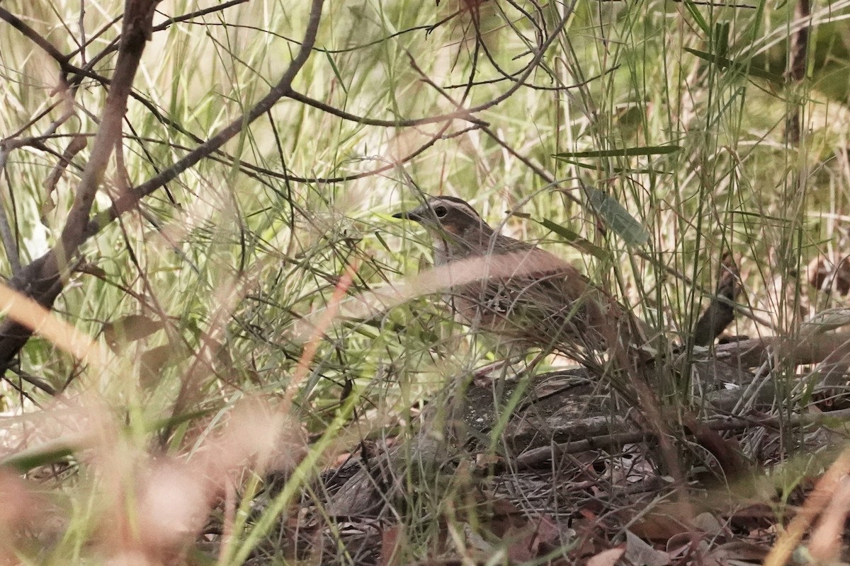 Spotted Quail-thrush - Trevor Ross