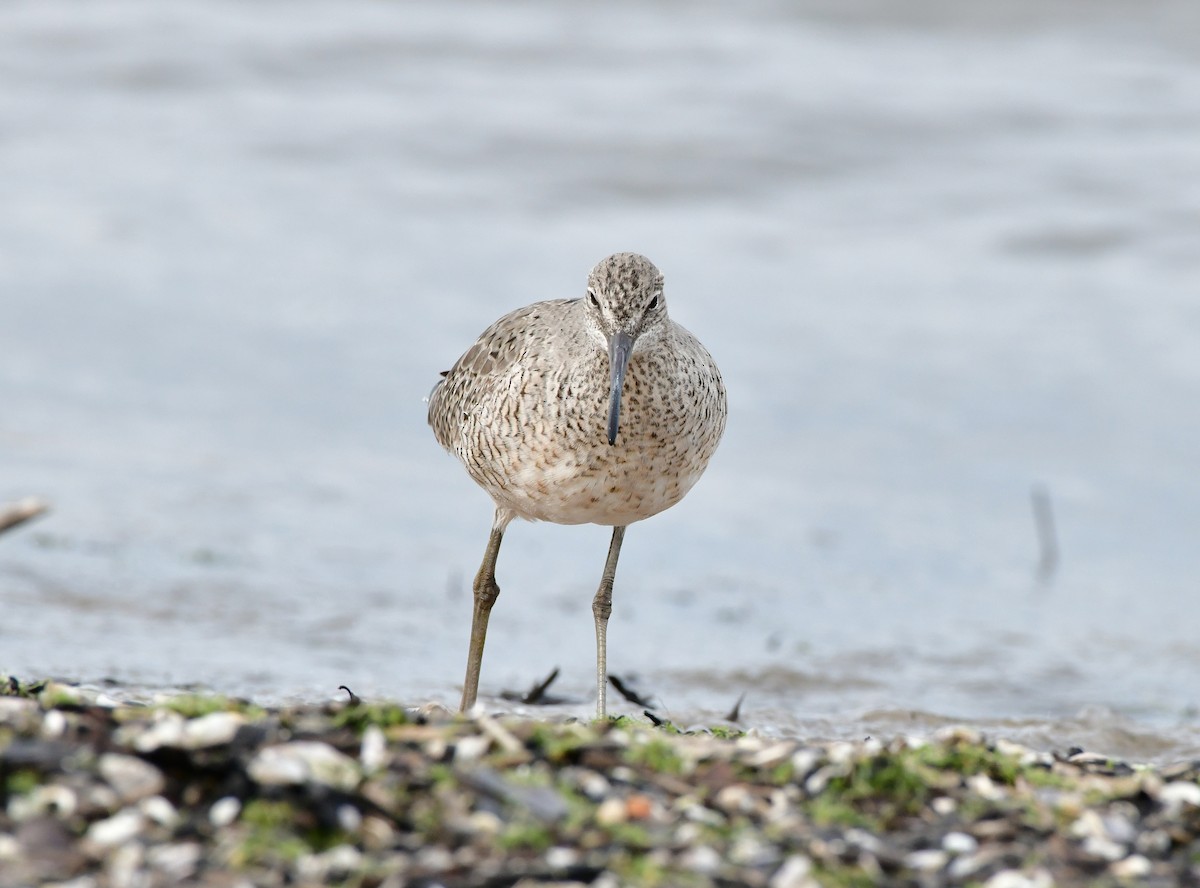 Willet - ML618196543