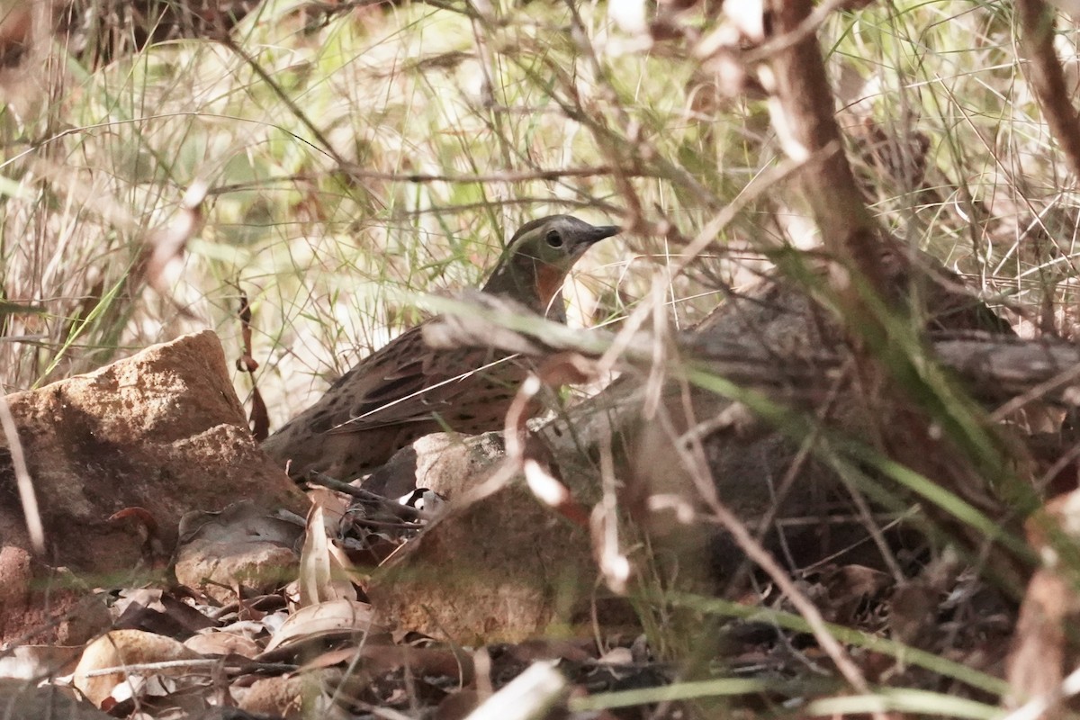 Spotted Quail-thrush - ML618196548