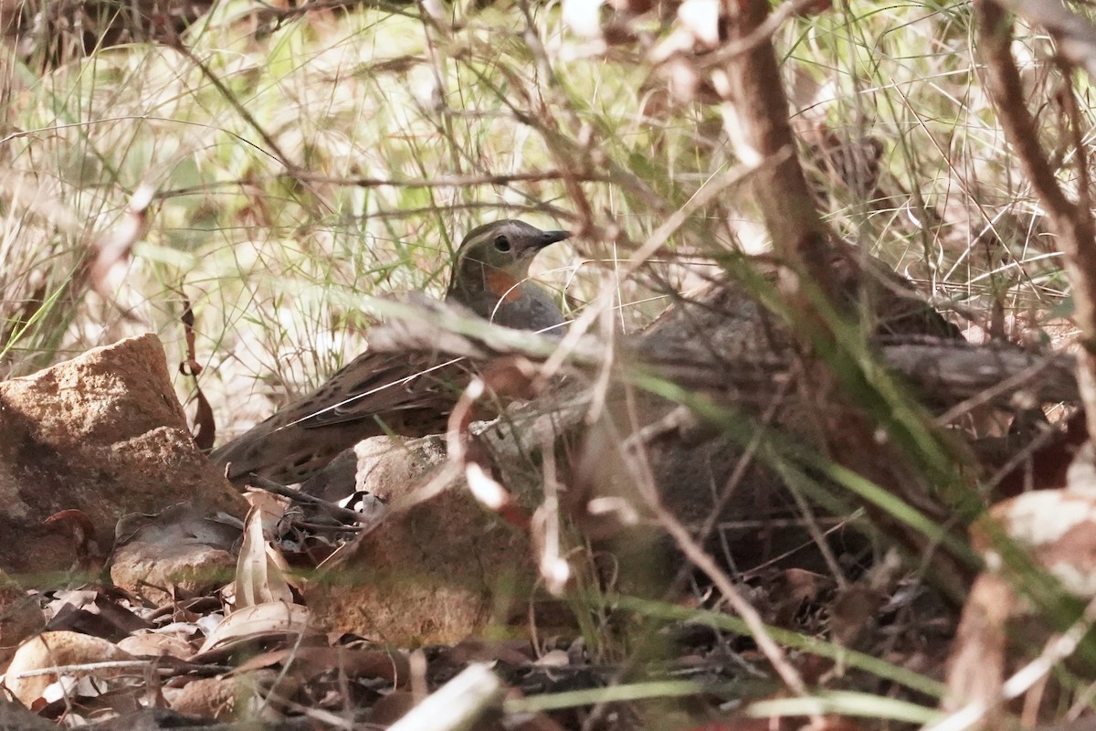 Spotted Quail-thrush - Trevor Ross