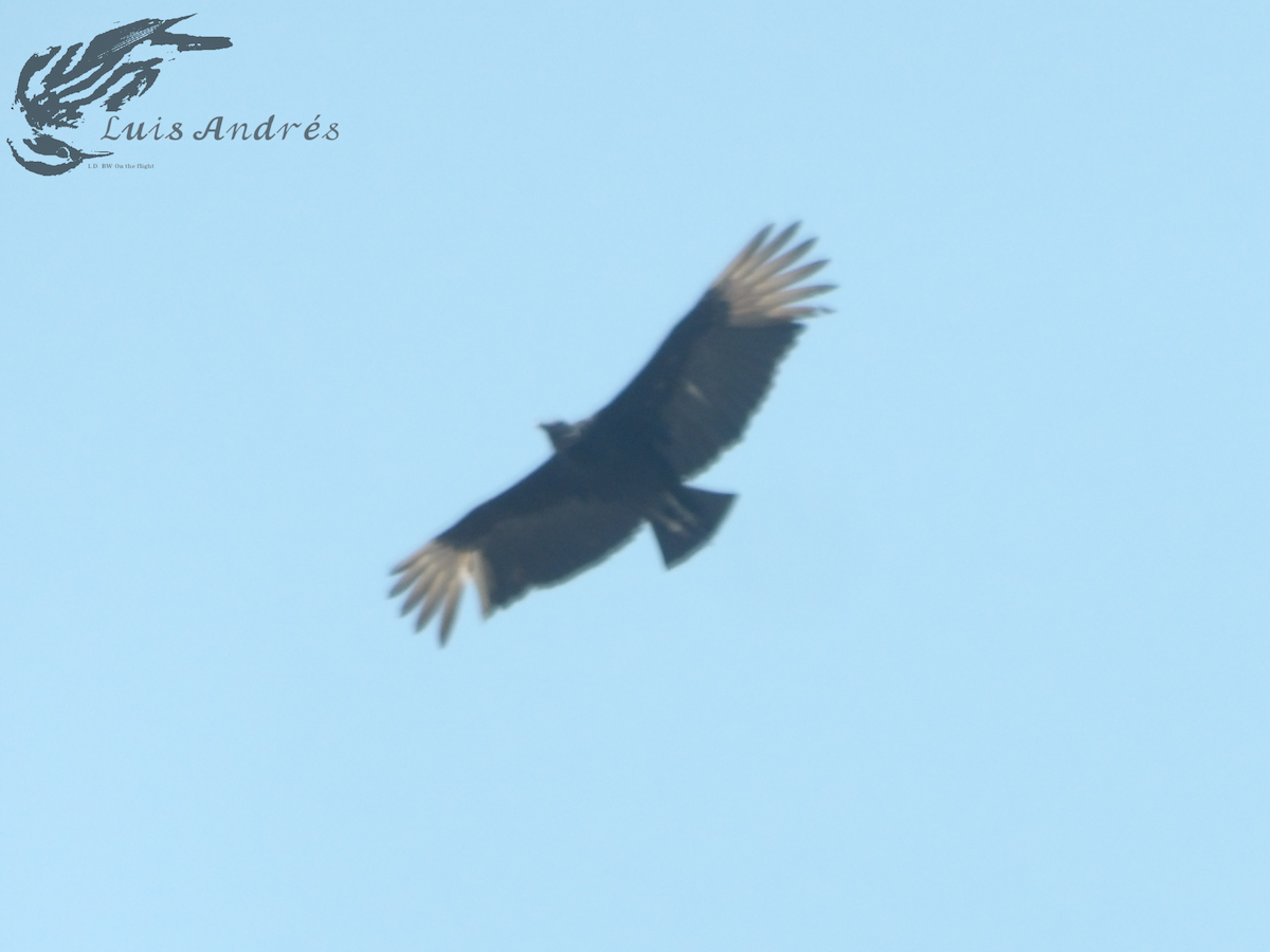 Black Vulture - Luis Cuevas Romero