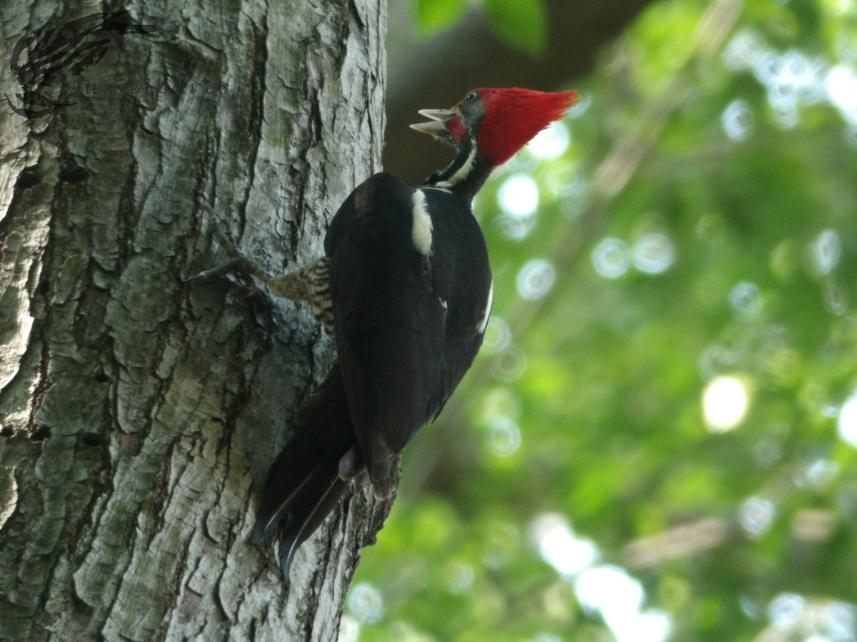 Lineated Woodpecker (Lineated) - Luis Cuevas Romero