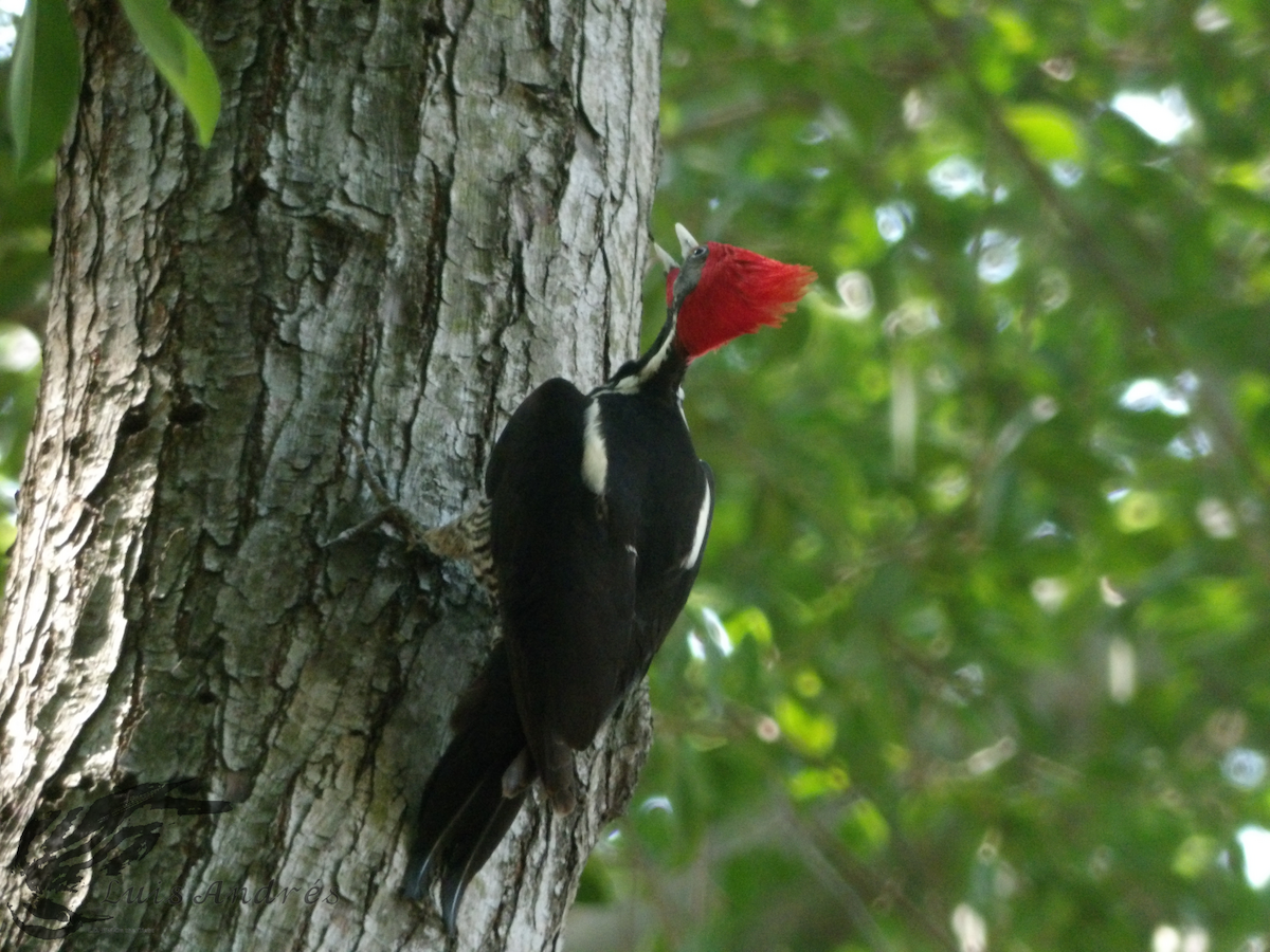 Lineated Woodpecker (Lineated) - Luis Cuevas Romero