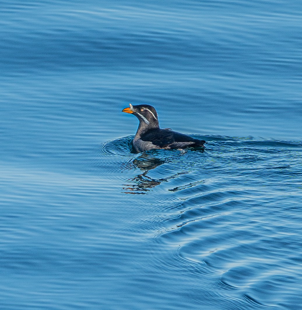 Rhinoceros Auklet - Sunny Zhang