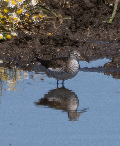 Solitary Sandpiper - ML618196604