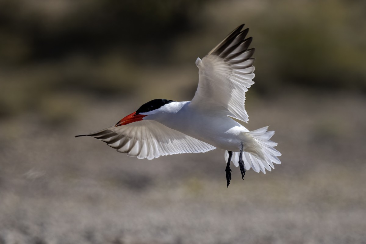 Caspian Tern - ML618196642