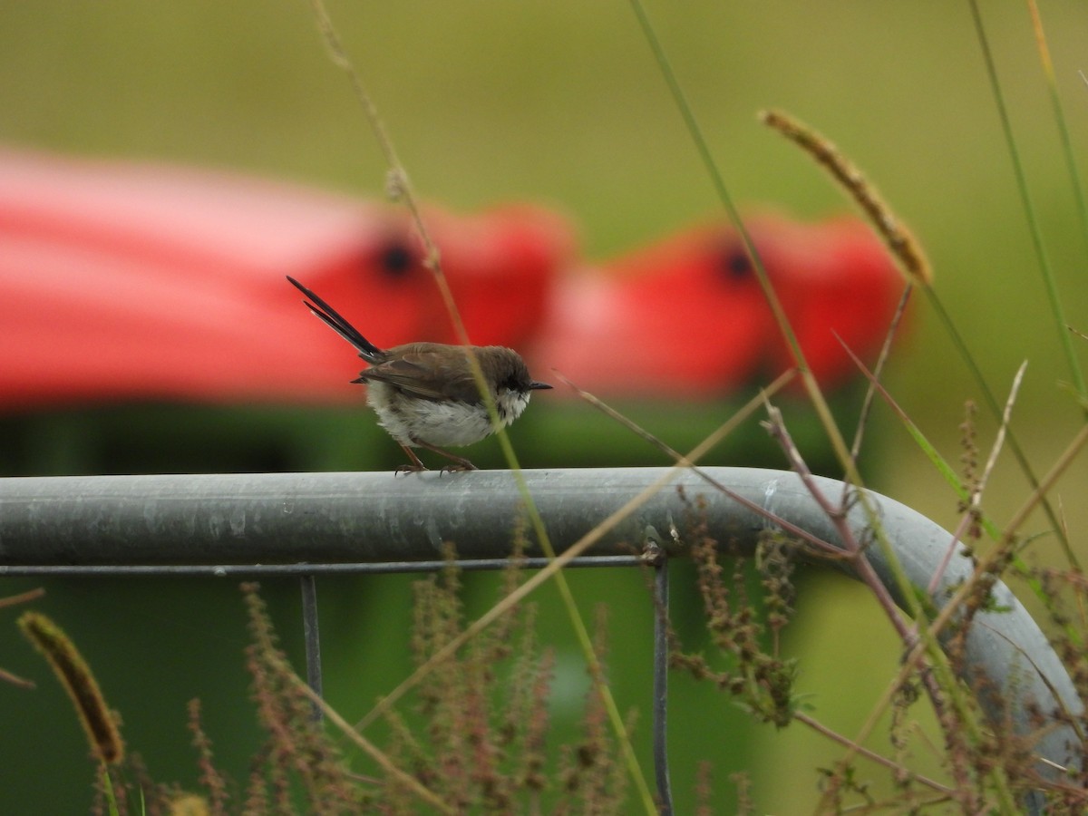 Superb Fairywren - David Flumm