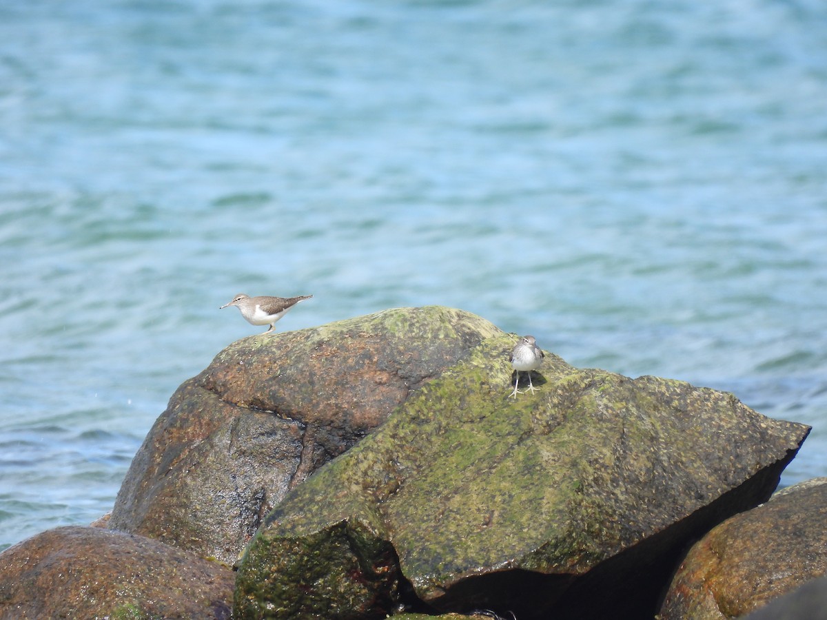 Common Sandpiper - T. Kruse