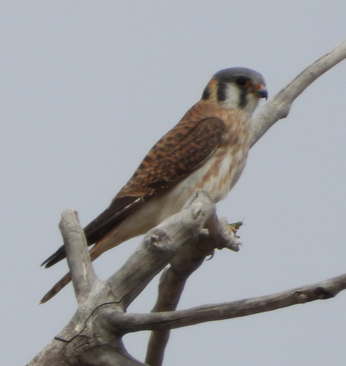 American Kestrel - Joanna Clark