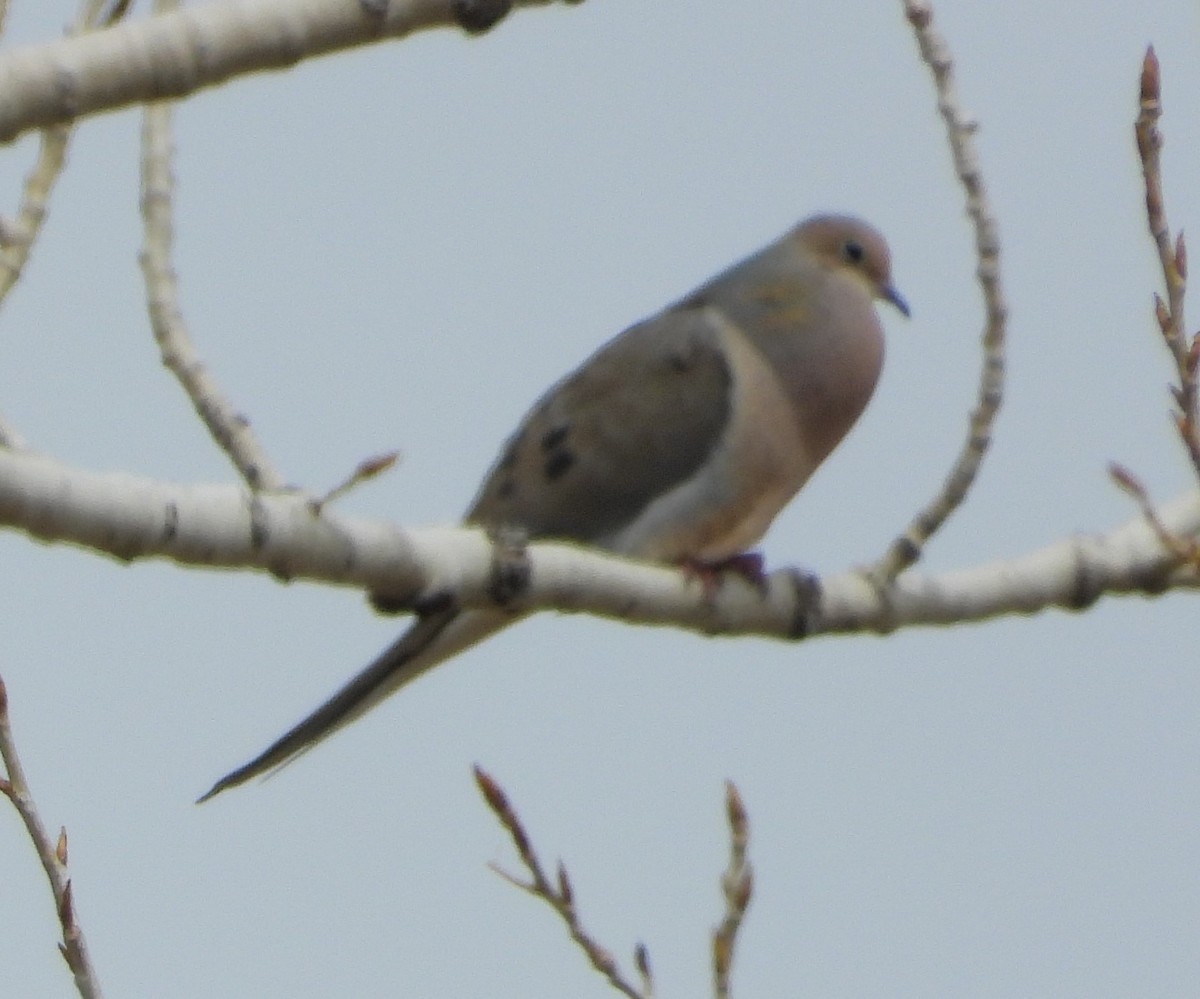 Mourning Dove - ML618196666